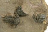 Rare, Spiny Lichid (Acanthopyge) Trilobite - Atchana, Morocco #312765-3